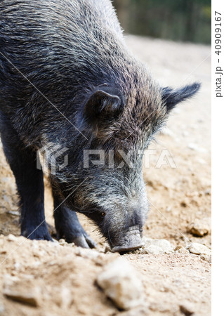 Wild pig in the summer forest Wild pig in the summer forest 40909167