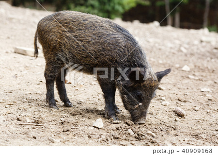 Wild pigs in the summer forest 40909168