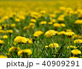 鵡川たんぽぽ公園 40909291