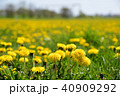鵡川たんぽぽ公園 40909292