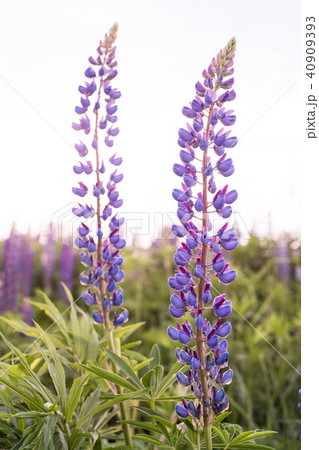 Lupine field with pink purple and blue flowers Lupine field with pink purple and blue flowers 40909393