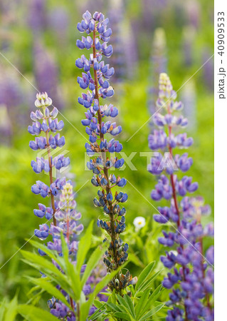 Lupine field with pink purple and blue flowers 40909533