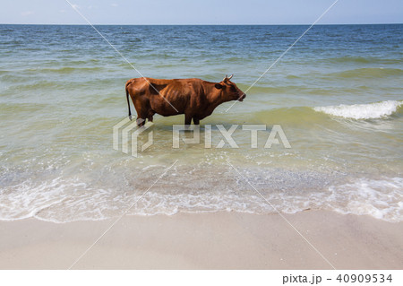 Funny brown cow is standing in the sea 40909534