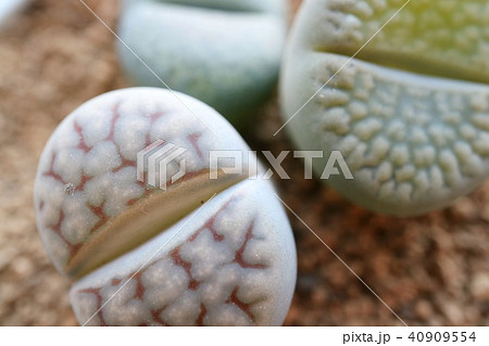 リトープス　多肉植物　石に擬態する植物 40909554