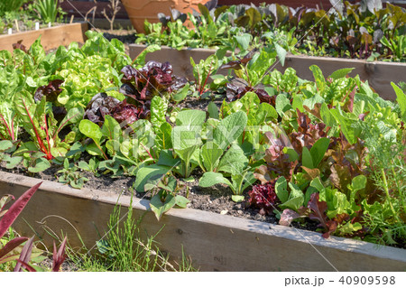 家庭菜園 40909598