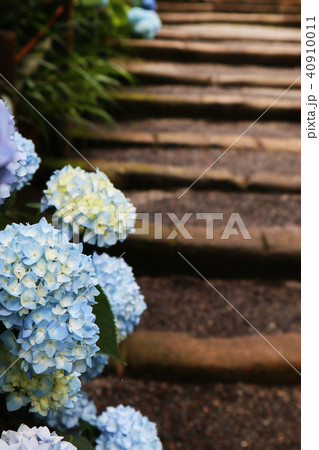 明月院の紫陽花と参道 明月院の紫陽花と参道 40910011