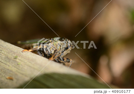 エゾハルゼミ 宮丘公園 エゾハルゼミ 宮丘公園 40910177