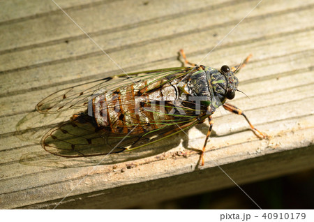 エゾハルゼミ 宮丘公園 エゾハルゼミ 宮丘公園 40910179