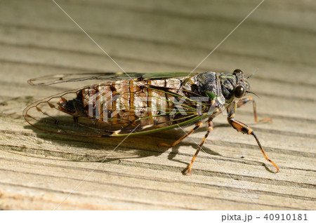 エゾハルゼミ 宮丘公園 エゾハルゼミ 宮丘公園 40910181