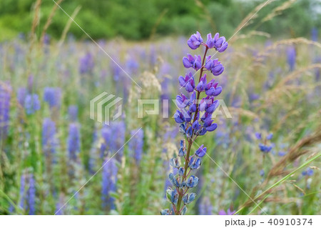 Lupine field with pink purple and blue flowers 40910374
