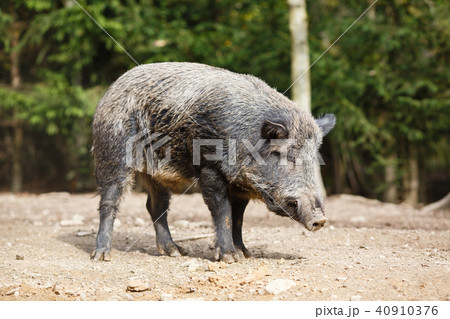 Wild pig in the summer forest 40910376