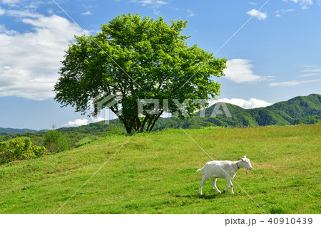 北海道厚沢部町鶉地区の小高い丘で新緑の木立ちとその下で草を食む山羊がいる風景を撮影の写真素材