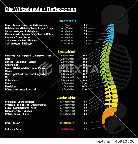 Spine Reflexology Chart German Text Spine Reflexology Chart German Text 40910900