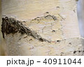 白樺 40911044