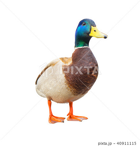 male mallard duck on white background 40911115