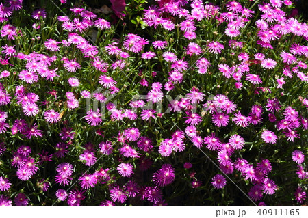 マツバギクの花 40911165