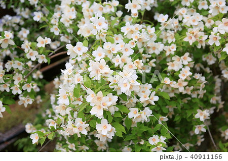 バイカウツギの花 ベルエトワール バイカウツギの花 ベルエトワール 40911166