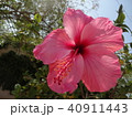 満開のピンクハイビスカス 40911443