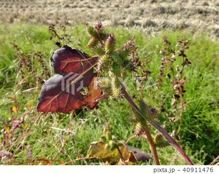 オオオナモミ 40911476
