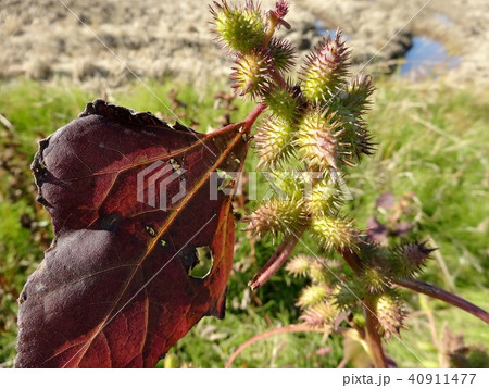 オオオナモミ 40911477