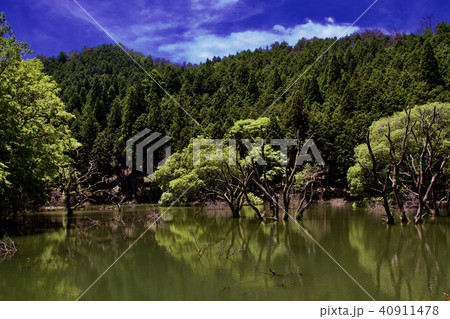 新緑に映える信楽の池 40911478