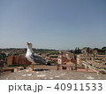 ローマのかもめ 40911533