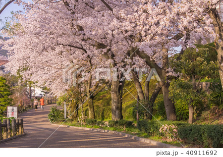 大阪池田 水月公園の桜並木の写真素材 大阪池田 水月公園の桜並木の写真素材