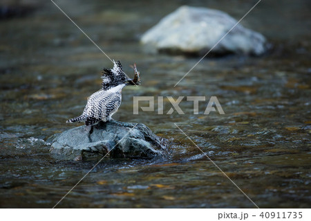 ヤマセミ 40911735