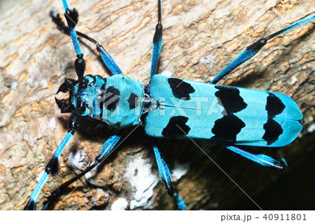 ルリボシカミキリ 40911801