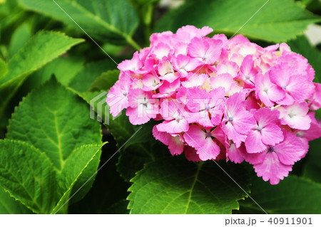 ピンクの紫陽花 40911901