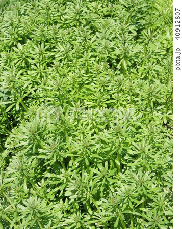 ヤエムグラ 40912807