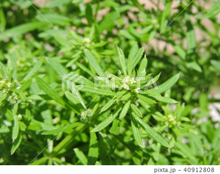 ヤエムグラ 40912808