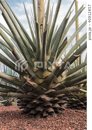 テキーラ リュウゼツラン ブルーアガベ メキシコ テキーラ リュウゼツラン ブルーアガベ メキシコ 40912857