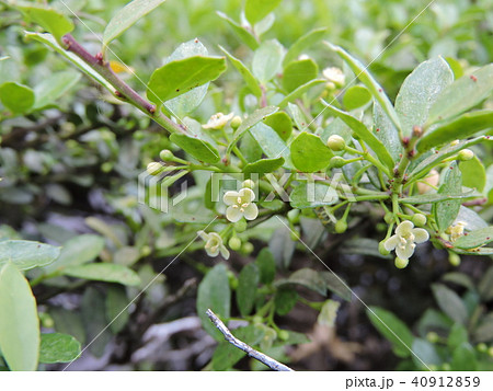 イヌツゲ 40912859