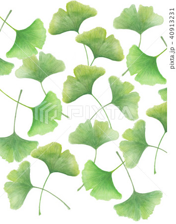 イチョウ 青葉 イチョウ 青葉 40913231