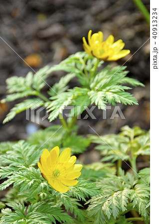 福寿草 40913234