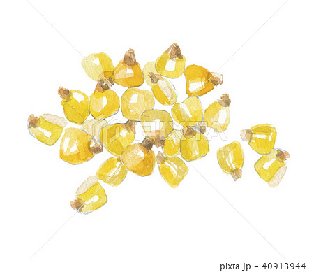 トウモロコシ 40913944