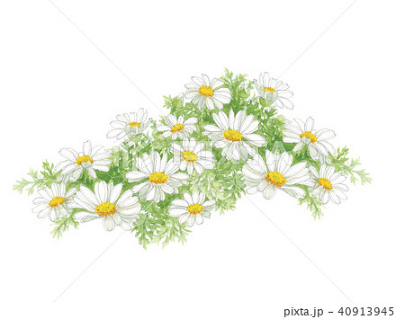 除虫菊 シロバナムシヨケギク 除虫菊 シロバナムシヨケギク 40913945