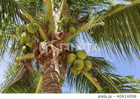 ビーチのヤシの木 40914098