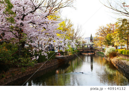 岡山・桜 岡山・桜 40914132