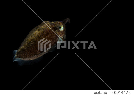 Cuttlefish or cuttles are marine animals Cuttlefish or cuttles are marine animals 40914422