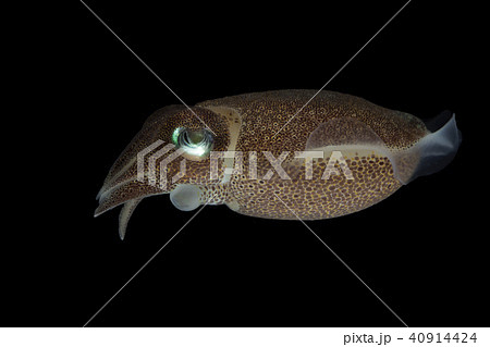 Cuttlefish or cuttles are marine animals  40914424