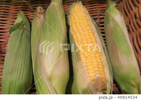とうもろこし 40914534