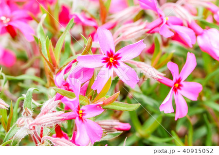pink moss cherry blossom at shibazakura festival 40915052