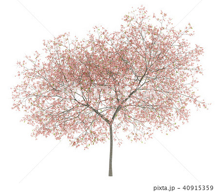 flowering peach tree isolated on white background flowering peach tree isolated on white background 40915359