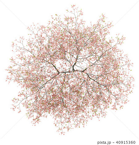 top view of flowering peach tree isolated on white top view of flowering peach tree isolated on white 40915360