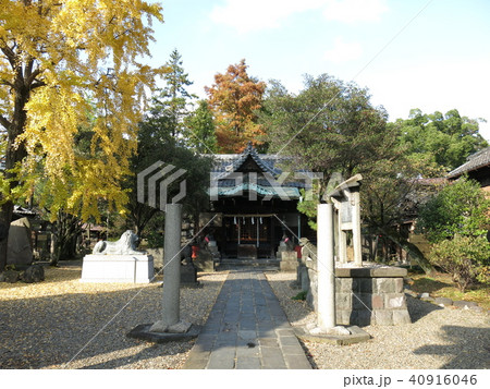 イチョウの黄葉が美しい墨田区向島の三囲神社 イチョウの黄葉が美しい墨田区向島の三囲神社 40916046