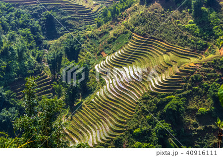 Amazing view on rice terrace in Vietnam 40916111