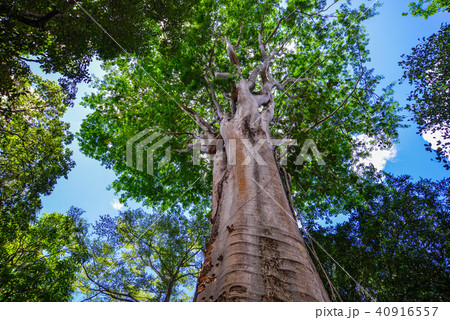 Trees in botanic garden Trees in botanic garden 40916557