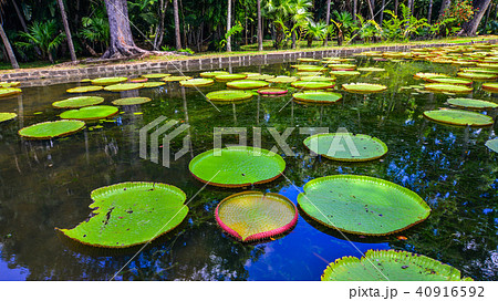 Giant water lilies (Victoria Amazonica) Giant water lilies (Victoria Amazonica) 40916592